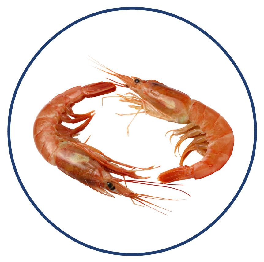 Crevettes Argentine HOSO-Sedna-Seafood