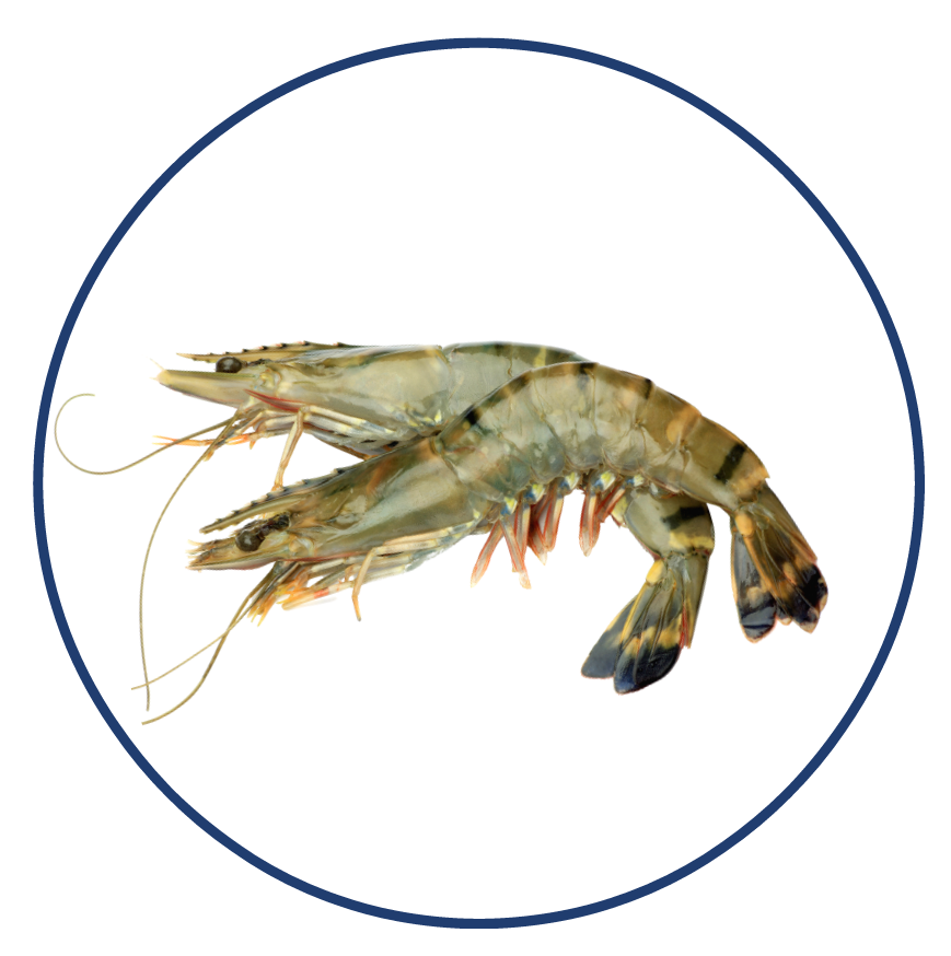 Crevettes Blacktiger-Sedna-Seafood