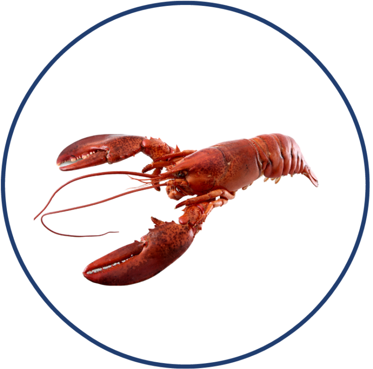 Homard e1611613495750