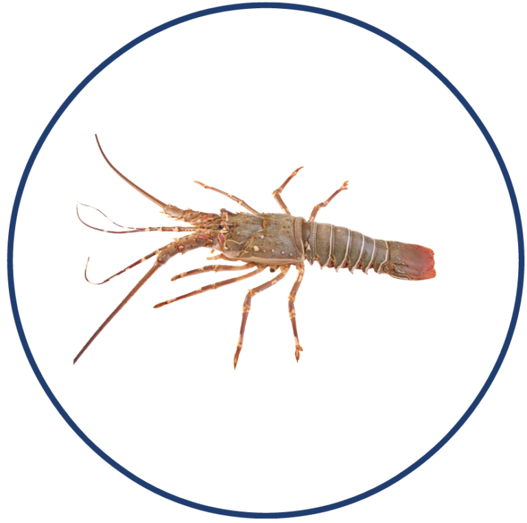 Langouste entiere crue e1611613388544