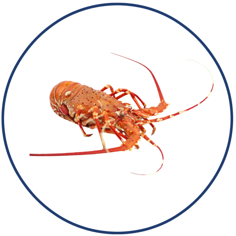 Langouste entiere cuite e1611613236912