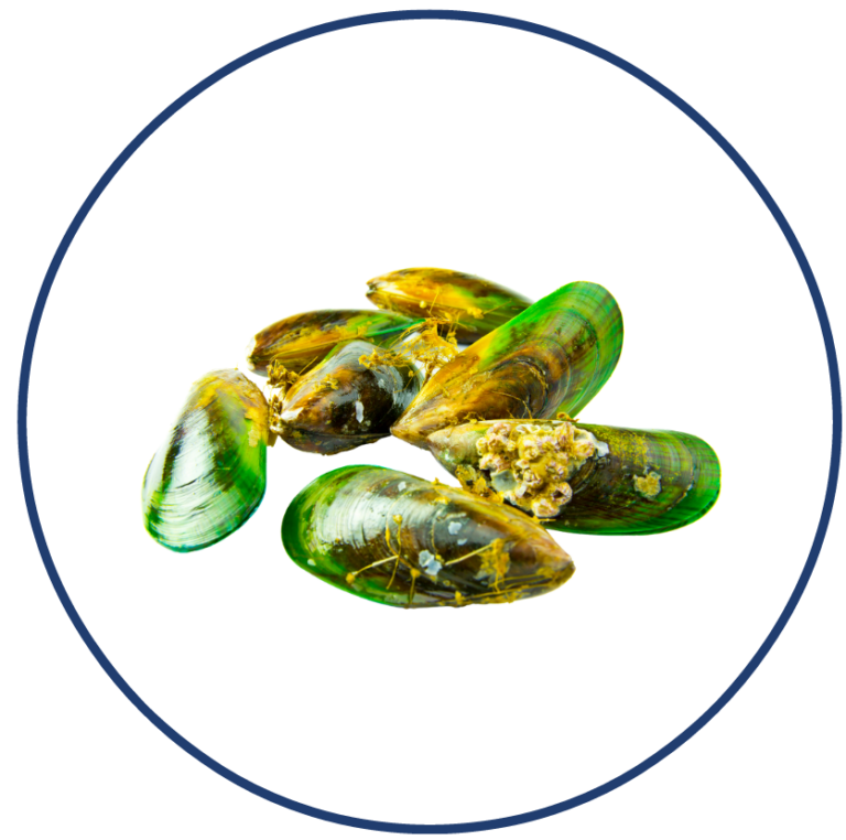 Moules vertes NZ e1611613036660