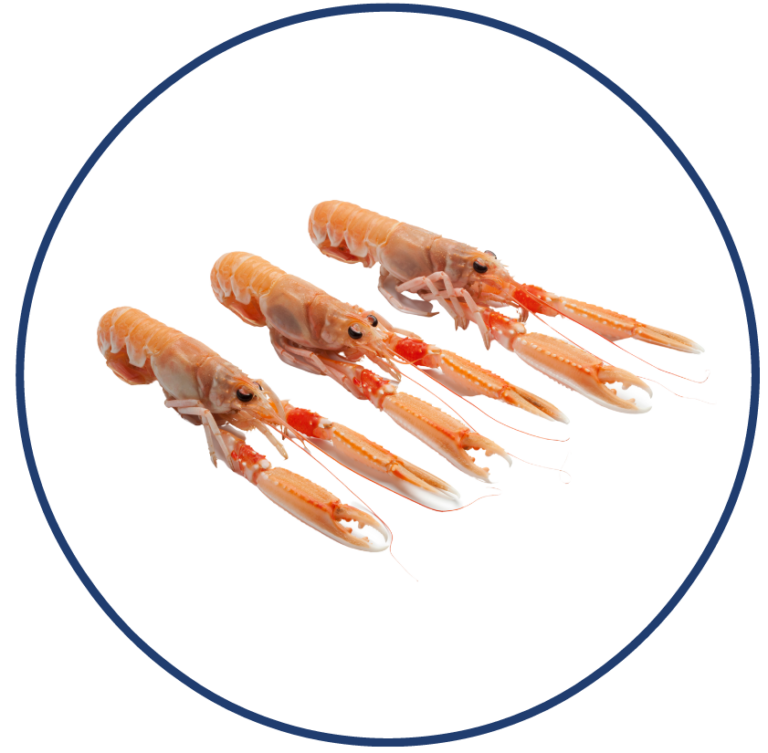 langoustines e1611613138179